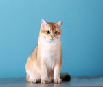 宠物猫 小猫