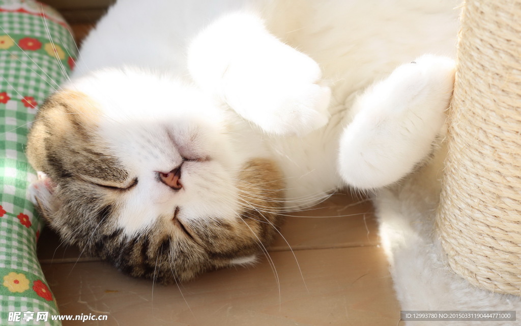宠物猫 小猫
