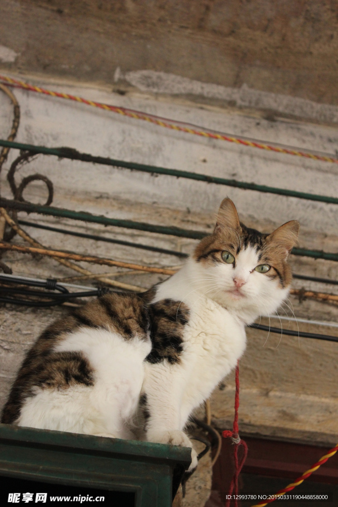 宠物猫 小猫