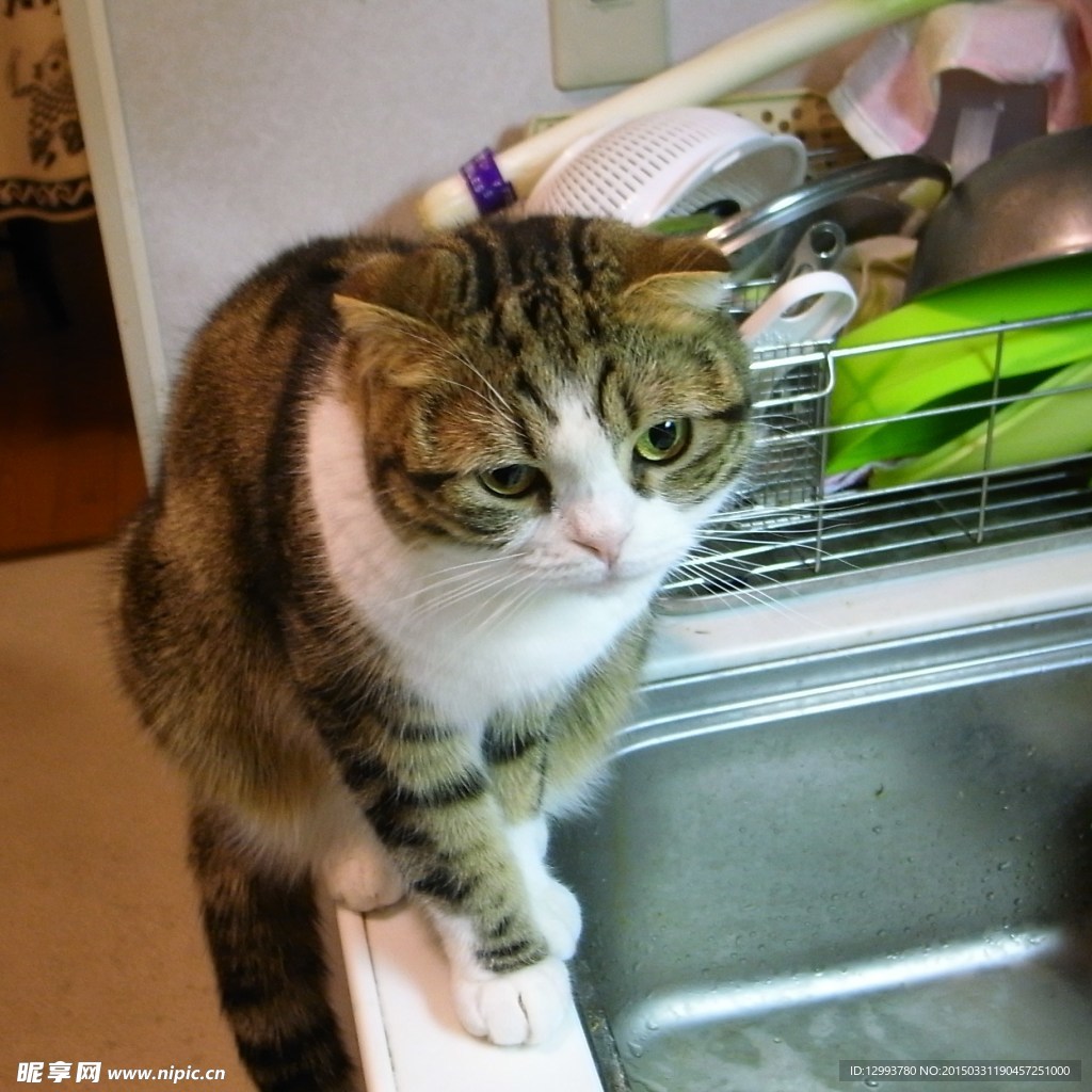 宠物猫 小猫