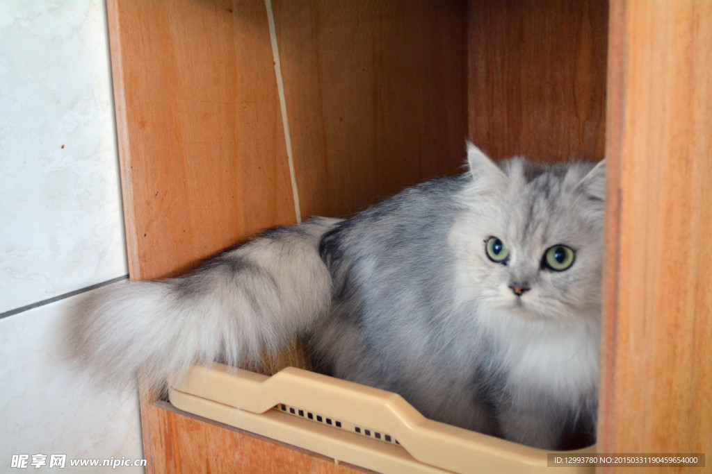 猫 小猫
