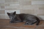 宠物猫 小猫