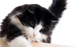 猫 小猫