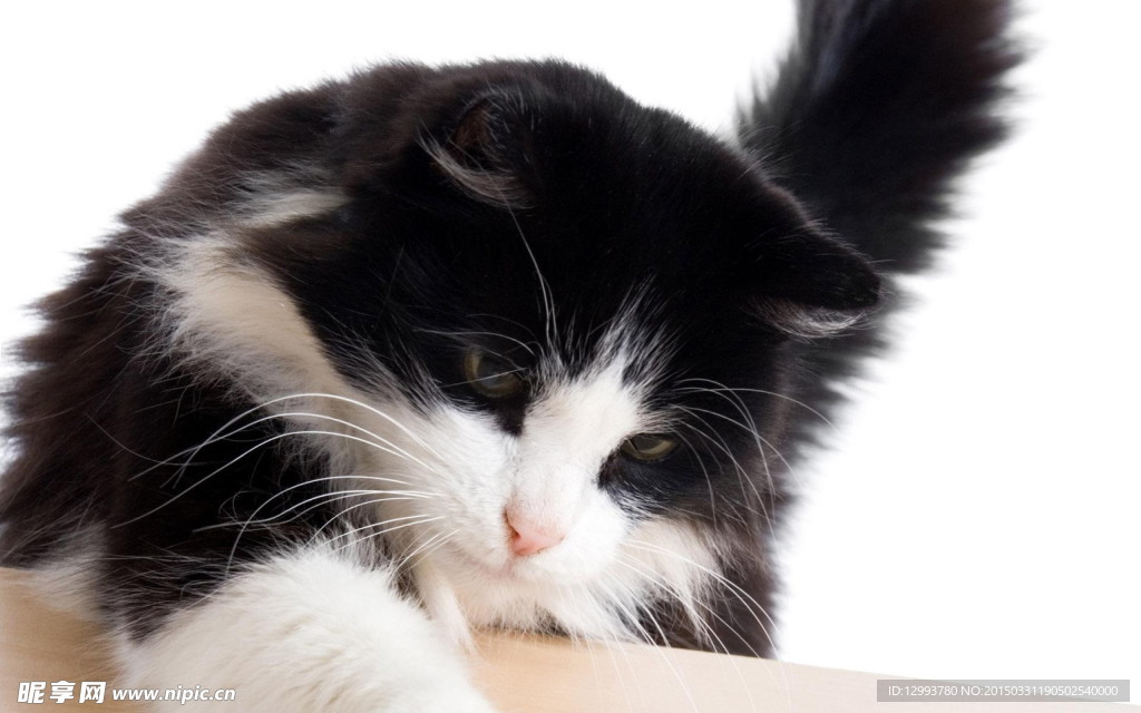 猫 小猫