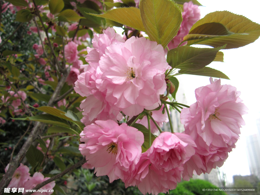 樱花