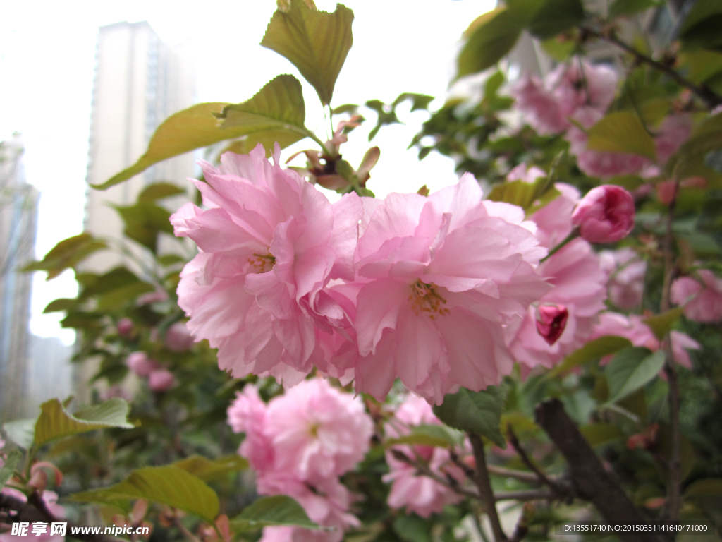 樱花