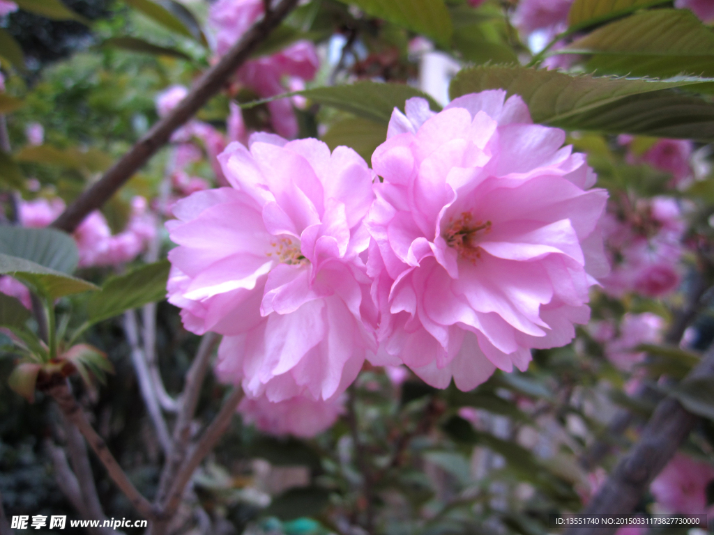 樱花