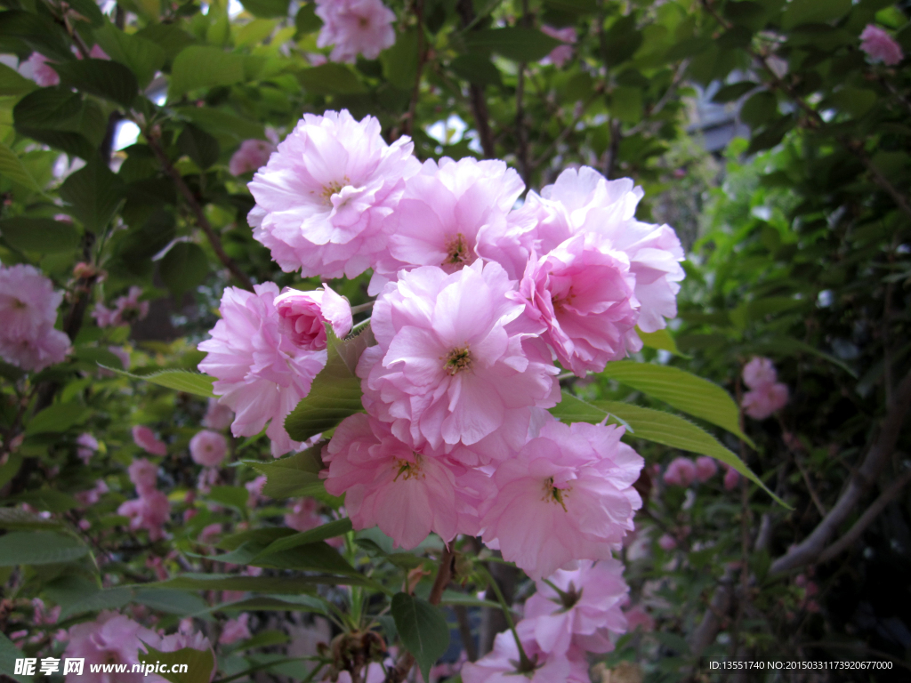 樱花