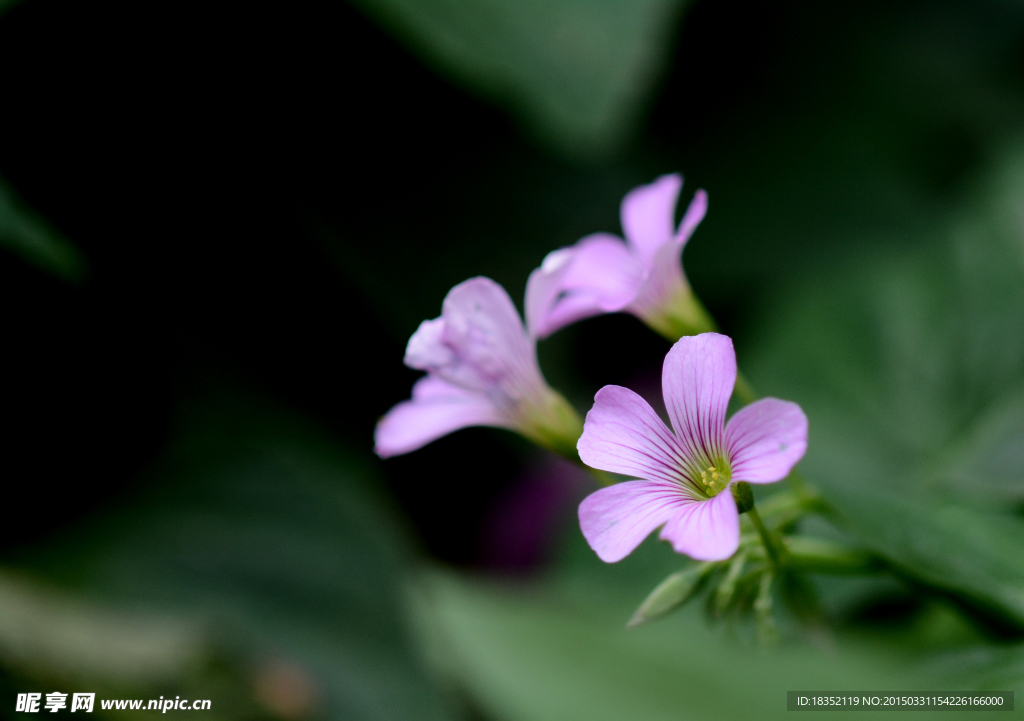 花卉