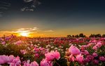 夕阳下的杜鹃花