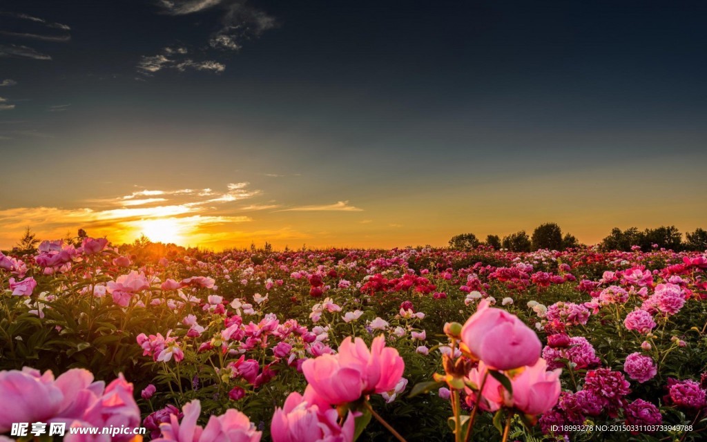 夕阳下的杜鹃花