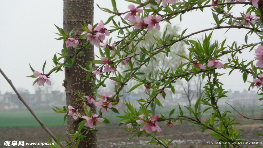 桃花