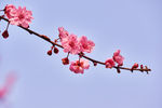 梅花