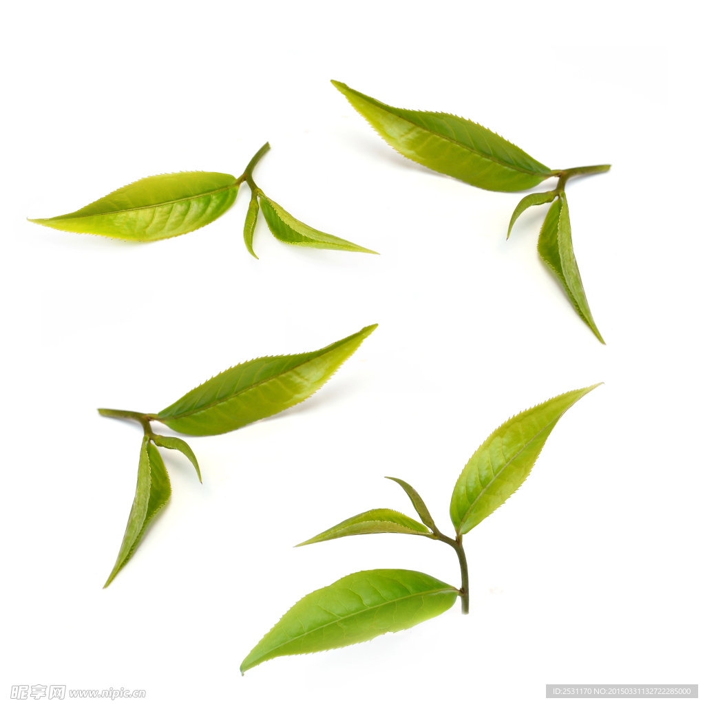 绿茶