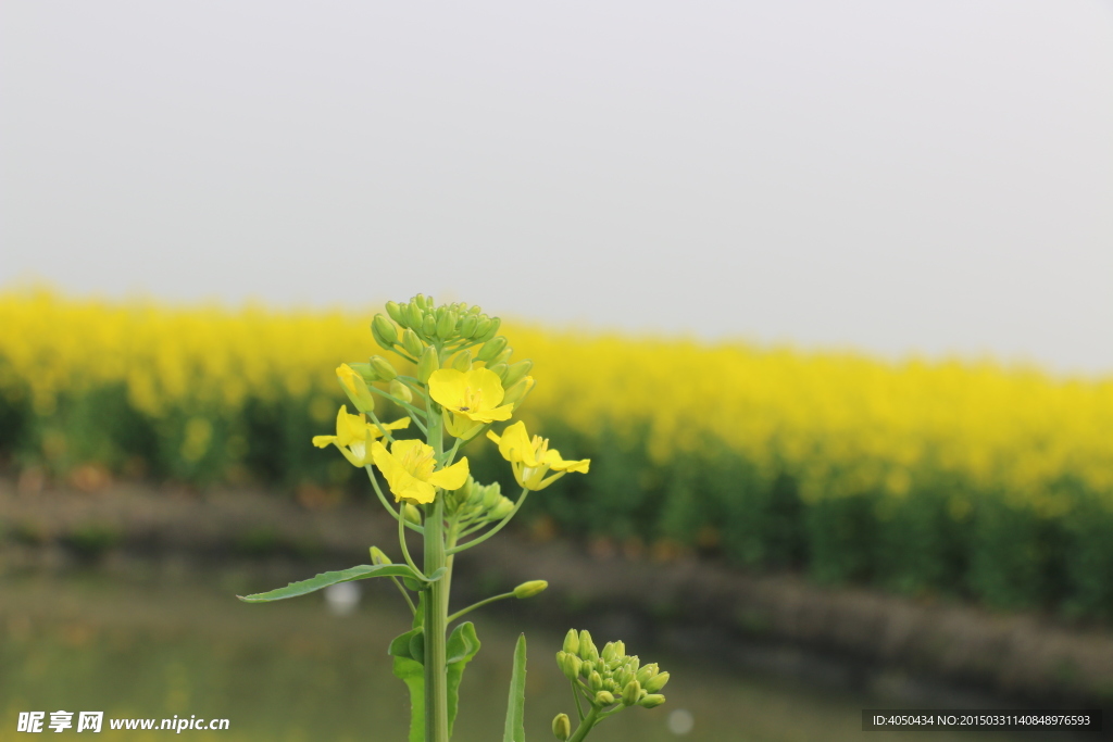 泰州兴化千亩垛田油菜花