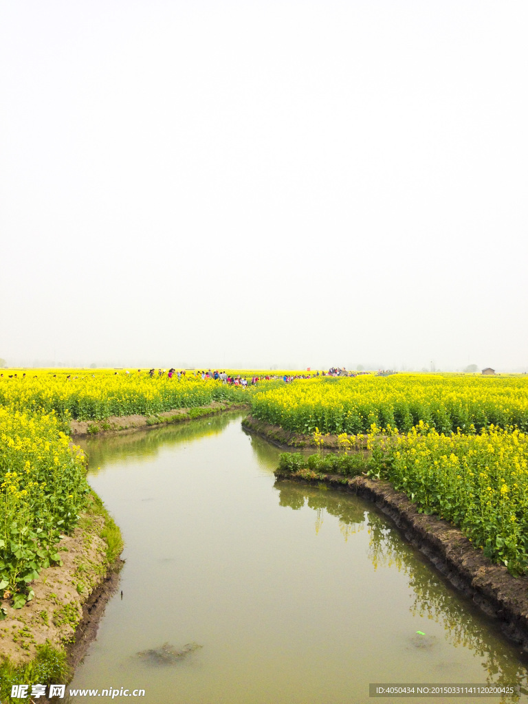 兴化水上油菜花