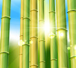 竹林