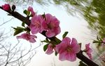 榆叶梅