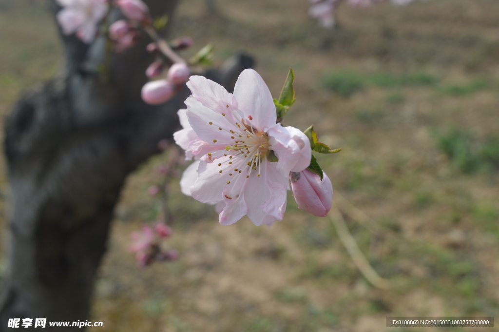 桃花