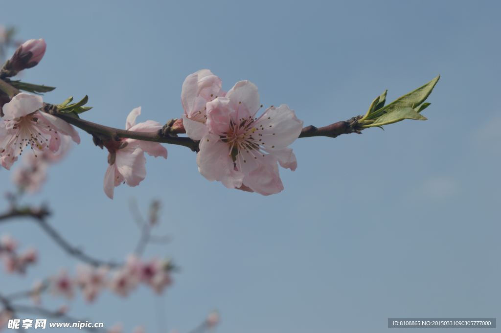 桃花