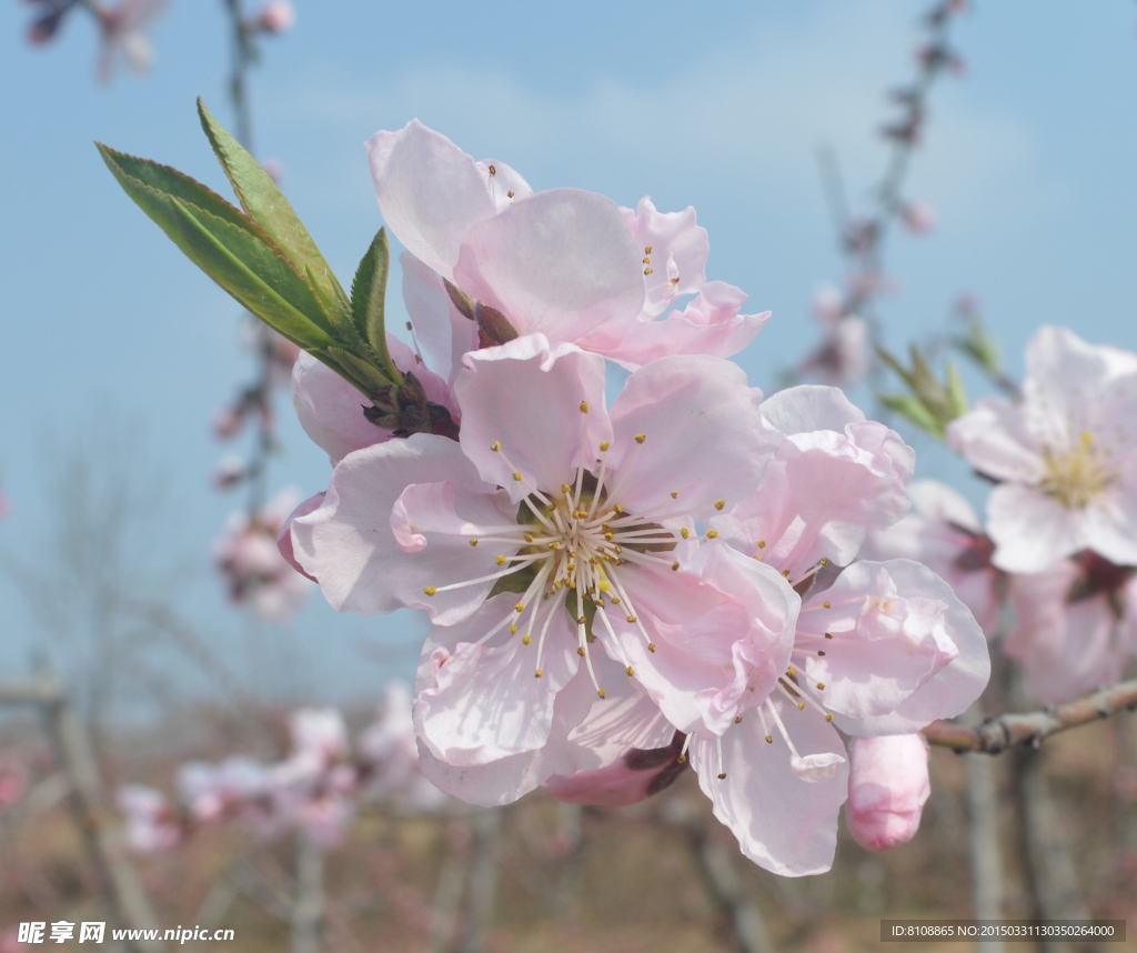 桃花