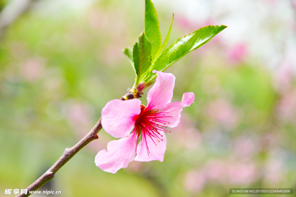桃花