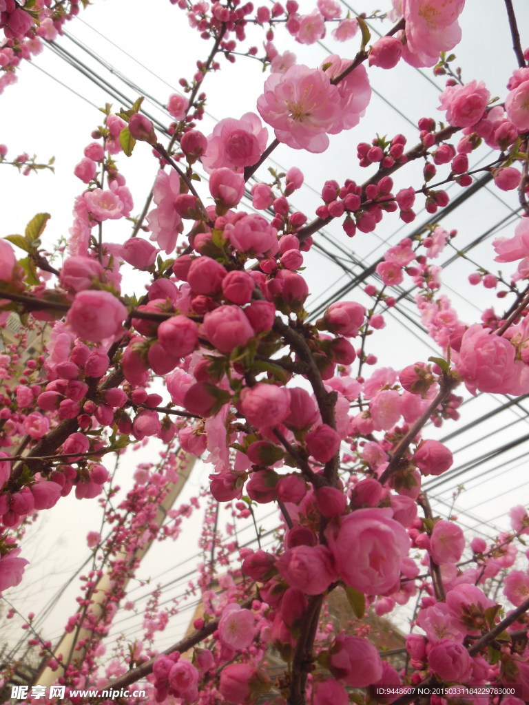碧桃花