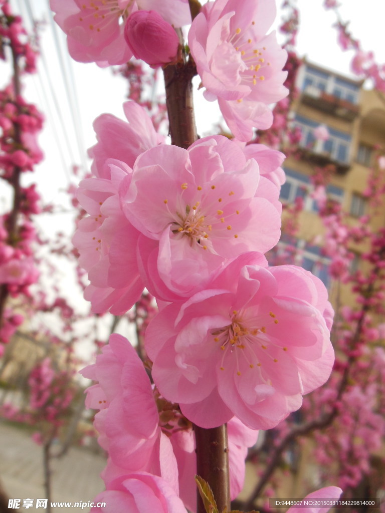 碧桃花