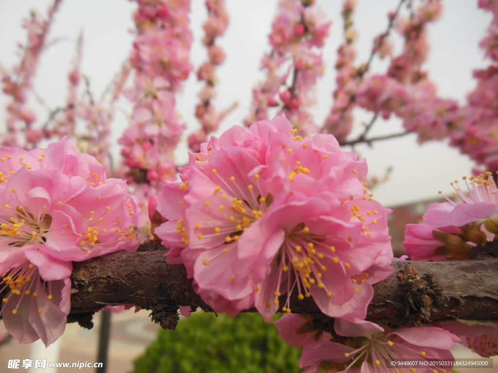 碧桃花