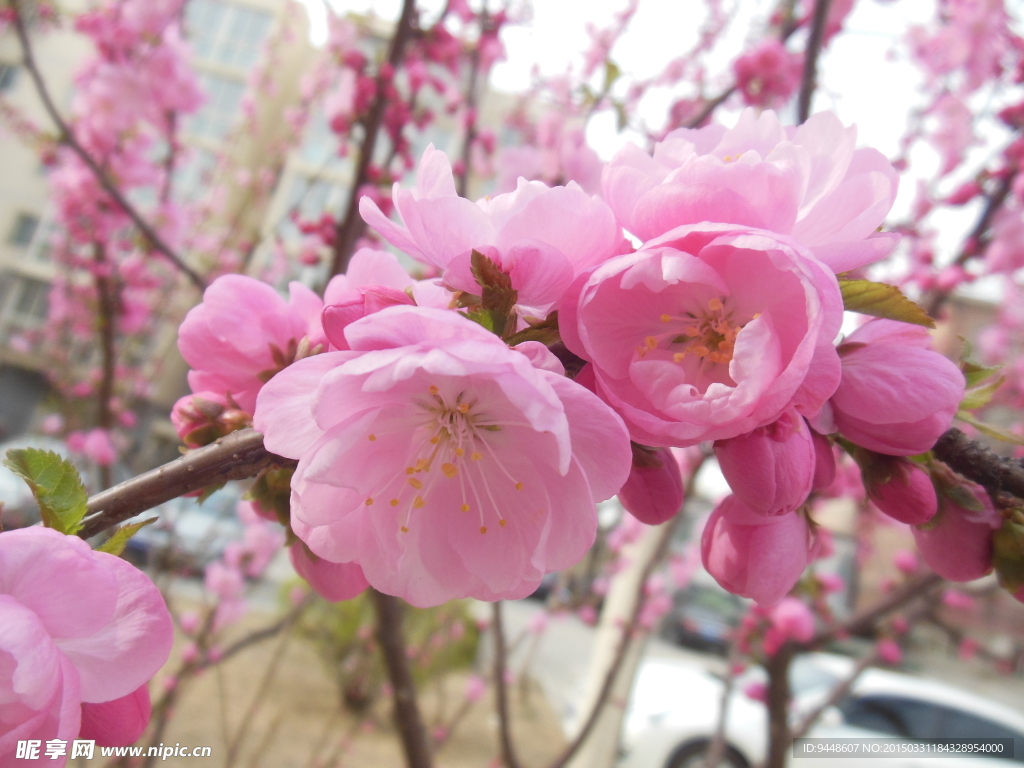 碧桃花