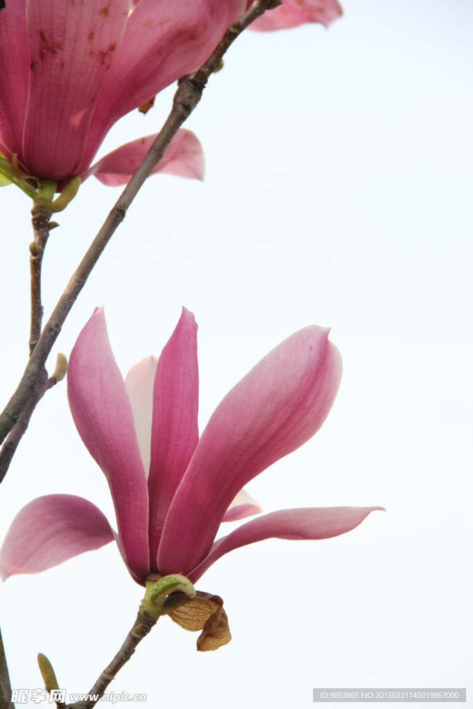 玉兰花