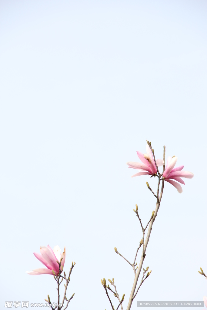 玉兰花