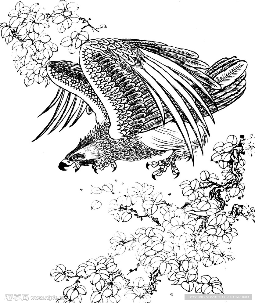 雄鹰
