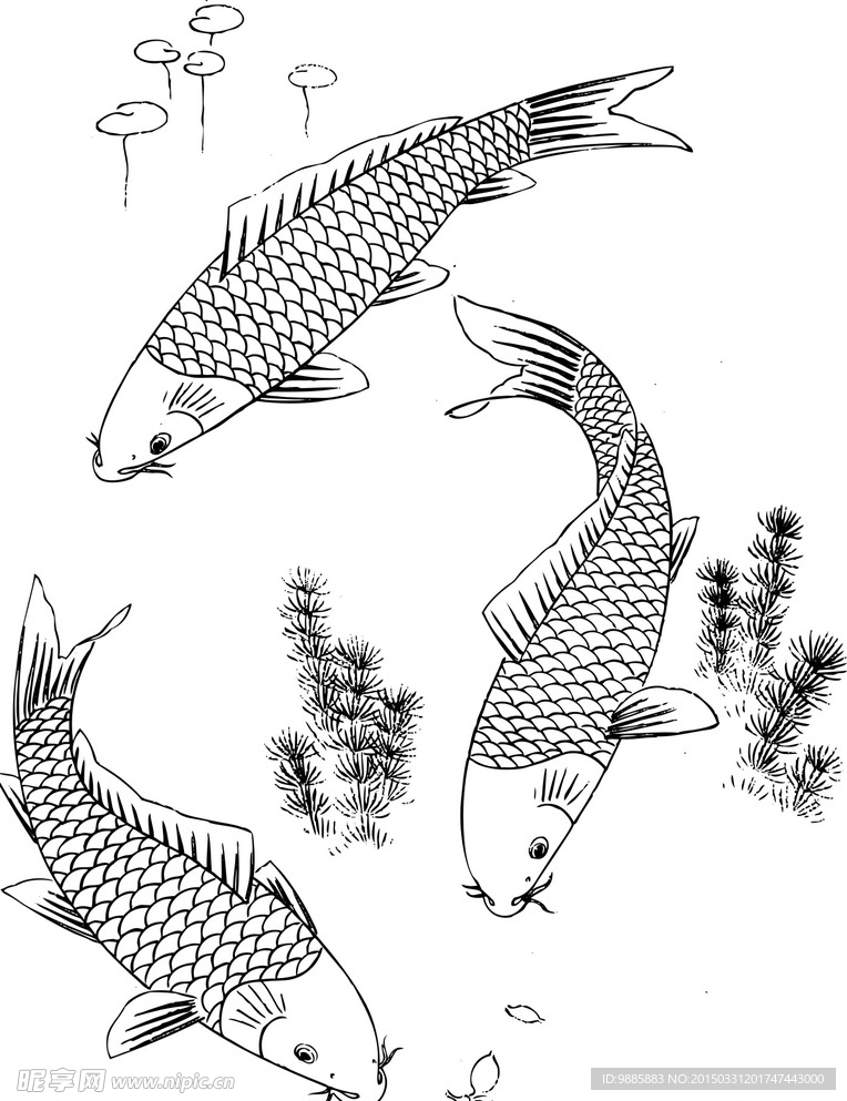 鲤鱼