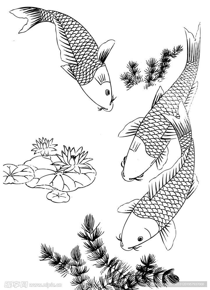 鲤鱼