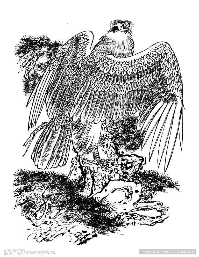 雄鹰