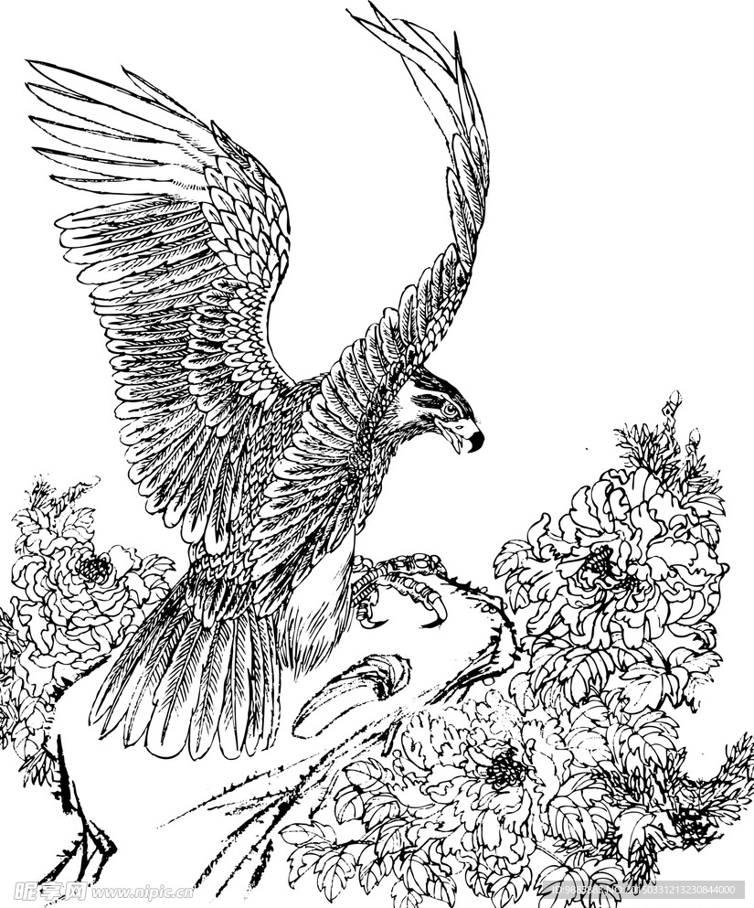 雄鹰