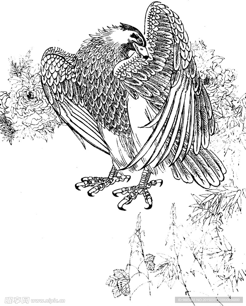雄鹰