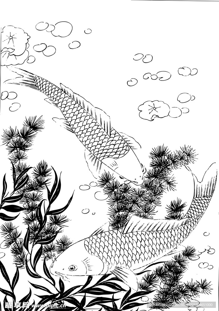 鲤鱼