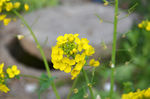 油菜花