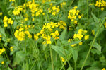 油菜花