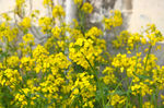 油菜花
