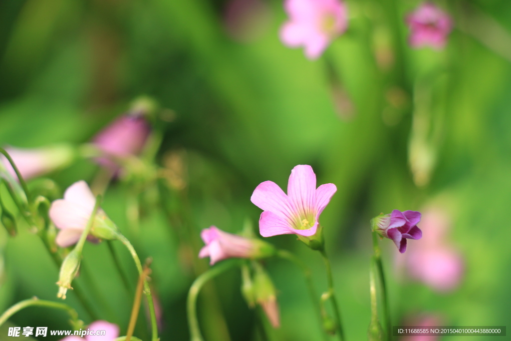 小花