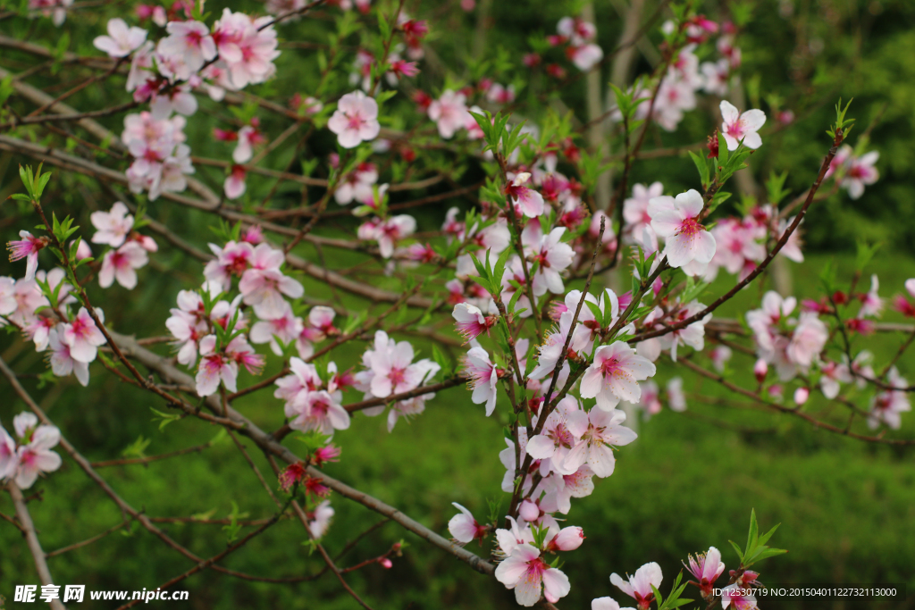 桃花