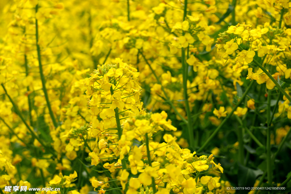 油菜花