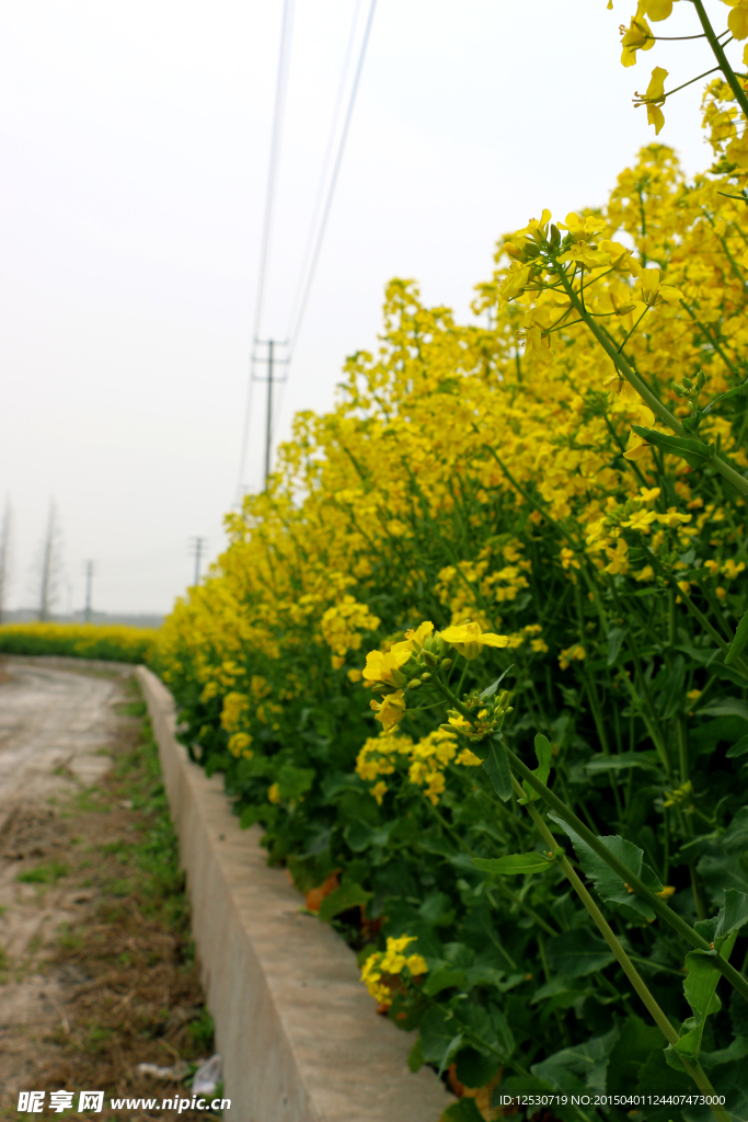 油菜花