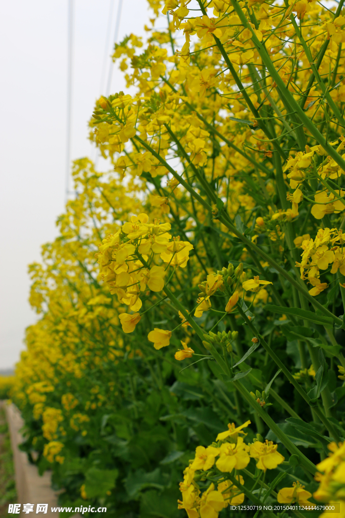 油菜花