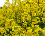 油菜花