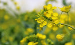 油菜花