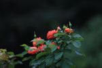 玫瑰花